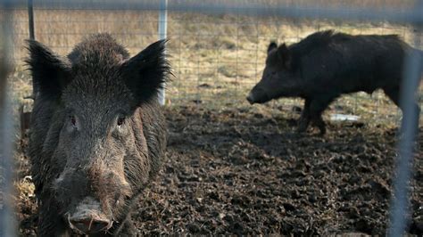 ‘Super pigs’ took over the prairies. Now they’re spreading further, quickly